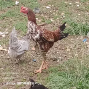 ديك باكستاني