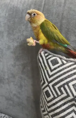 كنيور للبيع