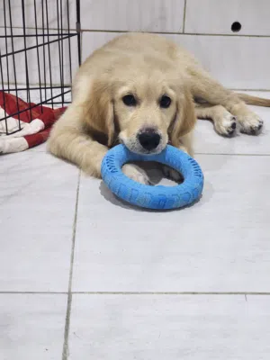 Male Golden Retriever puppy