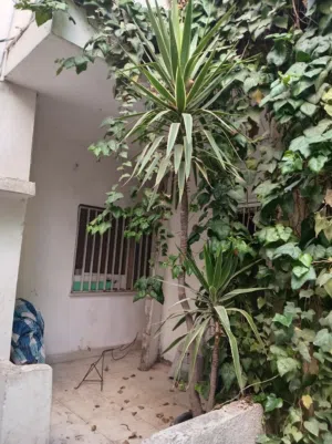 شجرة يوكا لونين (مخطط ابيض)