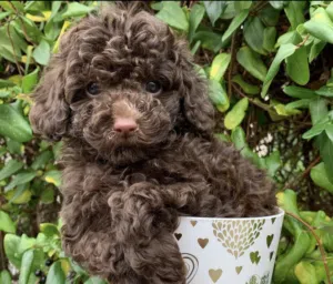 (Toy poodle) chocolate