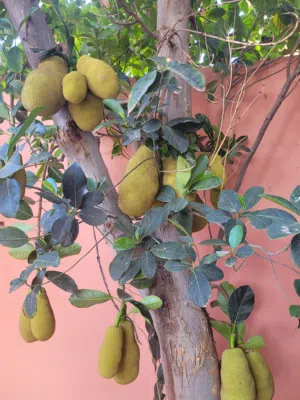 جاك فروت (Jackfruit) طازج من المزرعة  متوفر الآن بالحجز والتوصيل ريالين للبيت عن طريق الرقم او الخاص
