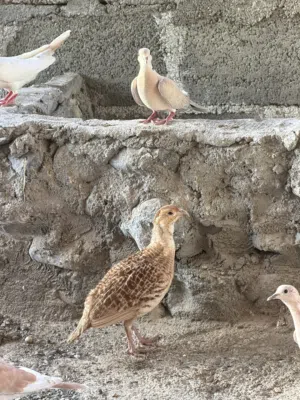 زوج صفرد باكستاني