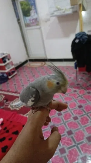كوكتيل تبزير عراقي اليف خاص بيه فول نضافه جهز تغريد مفول
