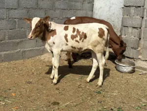 للبيع عجل ظفاري