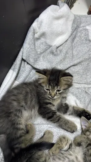 قط شيرازي العمر شهرين