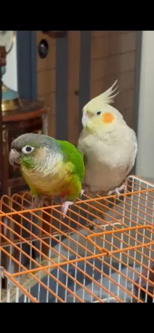 ببغاء جرين شيك و ببغاء كوكتيل اليفين جدا جدا