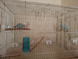 طيور للبيع
