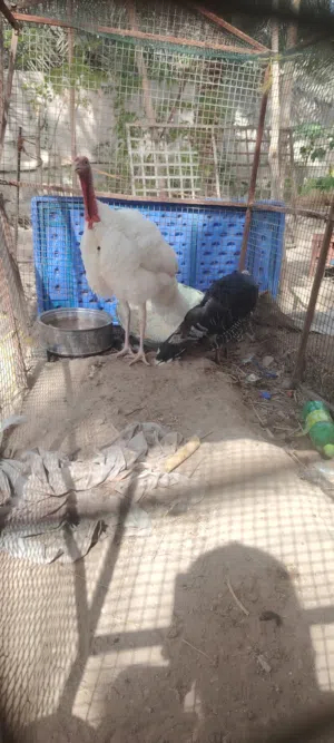 للبيع بط مصري و زوج رومي الوصف مهم جدا جدا جدا