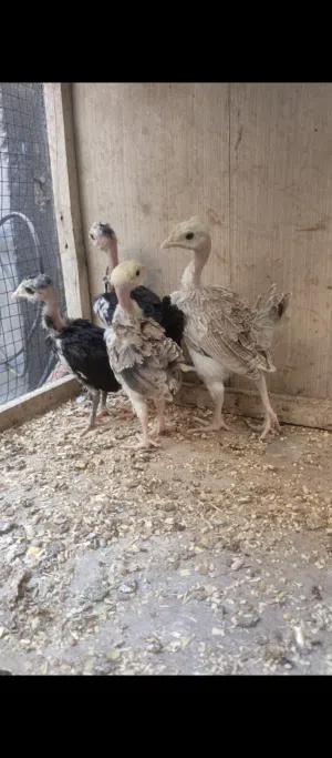 زوجين ابو ركيبه العمر شهر. صحه فول