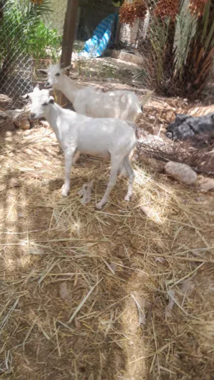 للبيع صومالي شوف الوصف