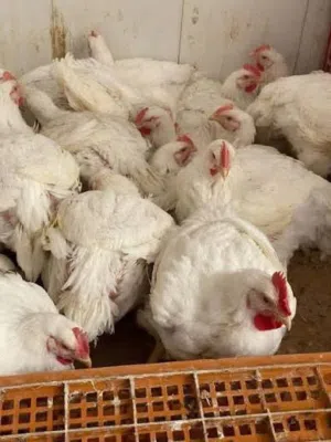 السلام عليكم ورحمة الله وبركاته   يتوفر لدينا دجاج طازج مذبوح وجاهز