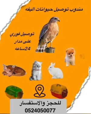 شركة توصيل حيوانات اليفة داخل الامارات