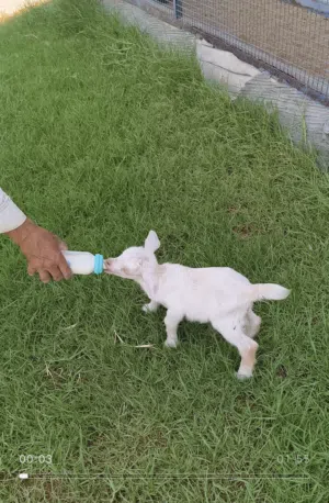 pqme goat  for sale