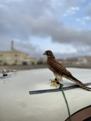 للبيع بذوار