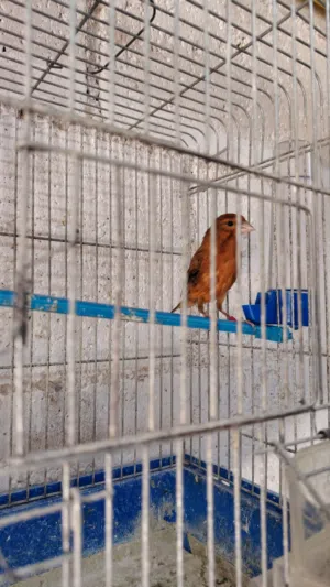 بسم الله ما شاء الله متوفر تسع حبات كنار مخملي وكرزي بذره حلوه صلاه النبي