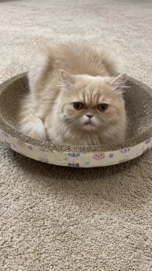 pure persian female cat beige color vaccinated with passport قطة شيرازية أنثى تدور على بيت حنون