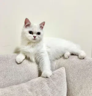 قطعتين سكوتش وبريتش