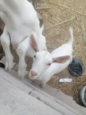 ماعز سانين للبيع سويسري حلاب