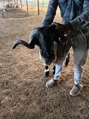 ‏ماعز‏2