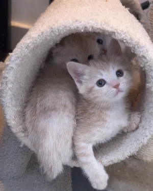 Scottish Bengal Unique Mix Kittens 4 Months.