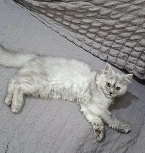 قطه للتبني