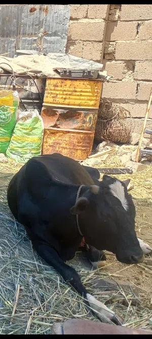 عجل  عراقي لاصل
