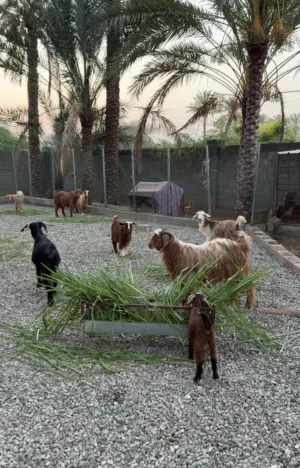 غنم للبيع سمنتهن طيبه