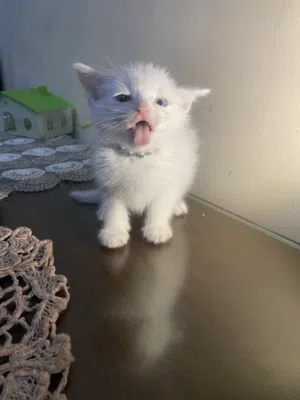 Cute White Kitteen