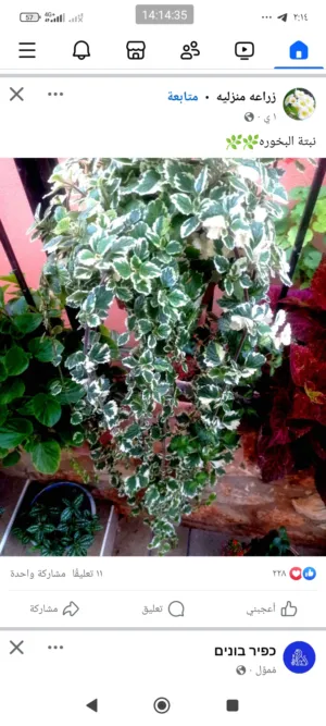 ادهم حسن محاريق 