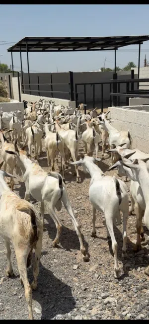 تيوس وكباشا صوماليه احجام طيبه ماشاء الله مناسبات جداً للذبح او التربيه وبسعر ممتاز