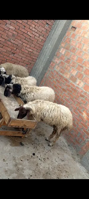 Sheep2