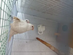 للبيع زووووج روز البينو عيون حمر مع 4 فروووخ