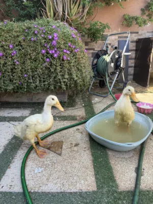 بط عدد 2 للبيع