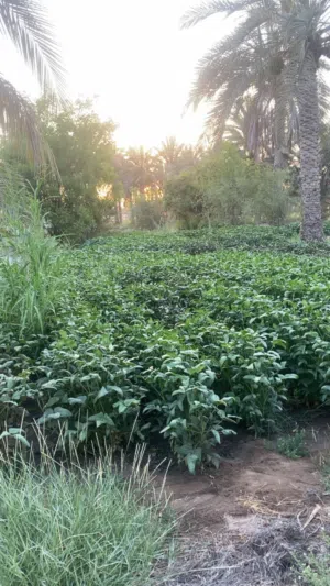 لوبيا عمانيه يتوفر مقطاع شهري
