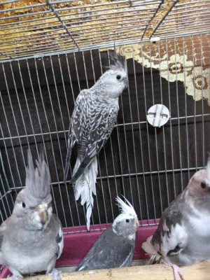 متاح بعد الصلاة على النبي موجوده سبع حبات كوكتيل أقر الوصف