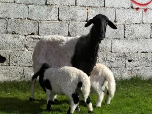نعجة متاومة ربي يبارك
