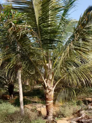 أشجار نارجيل صلالة. الطول 150 سم بحالة ممتازة وفي سن الإنتاج مع خدمة التوصيل.