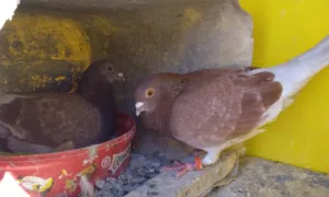 حمام نخب طيور حمام وفي زواج