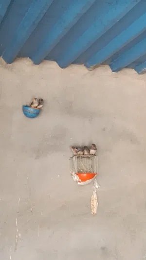 زيبرا للبيع