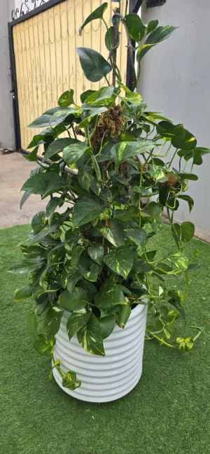 Pothos plant real  نبات اللبلاب  ) البوتس )