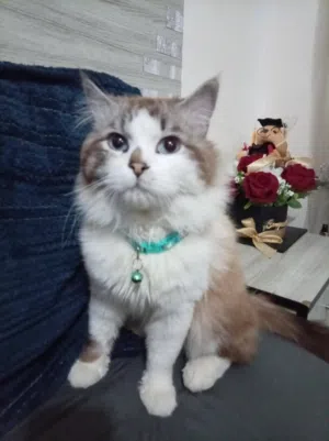 ذكر  مكس للبيع