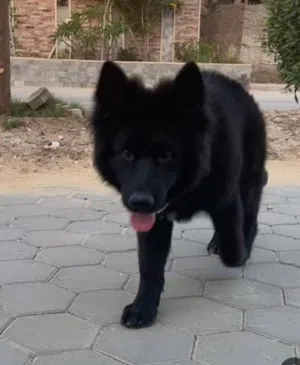مطلوووب جيرمن للتبني