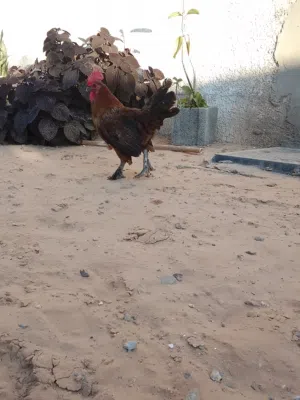 فـروج للبيع
