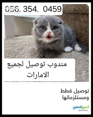 Pets Grooming0