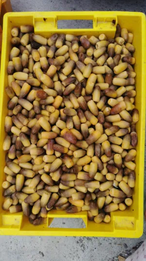 رطب نغال ممتاز