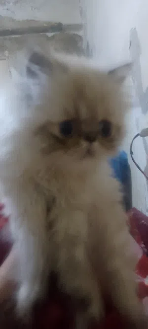 قط هملايا مستوى بجنن عمر 3 شهور