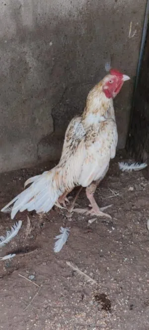 30 ريال قابل بالمعقول