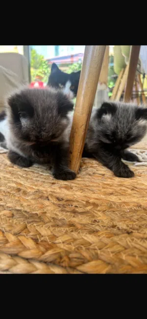 kittens for sale  قطط للبيع