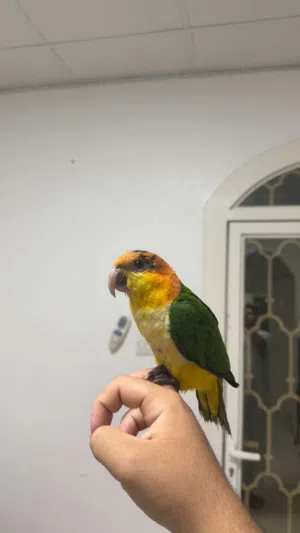 كايكي وايت بلي